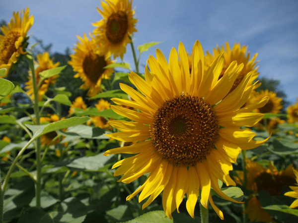 JR�V�؏�w�̃o�X�^�[�~�i���ő��z�Ɍ������č炭������