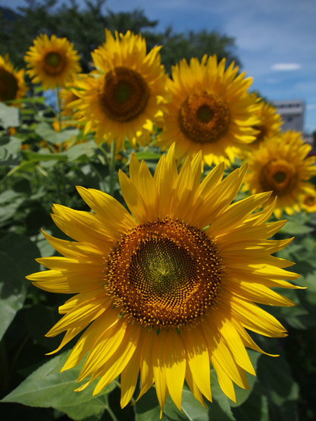 JR�V�؏�w�̃o�X�^�[�~�i���ő��z�Ɍ������č炭������