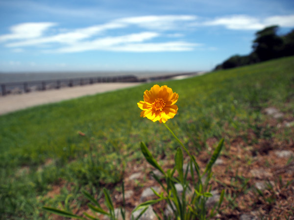 ��F�C�l�����ŊC���ɐ�����Ȃ���炭��