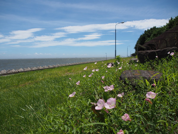 ��F�C�l�����ŊC���ɐ�����Ȃ���炭��