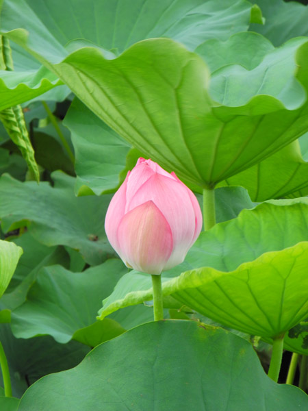 �^�Ă̏��s�E�r�ō炭�@�̉�