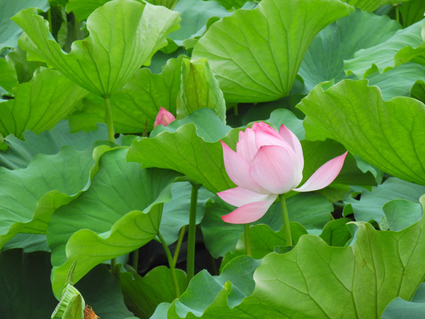 �^�Ă̏��s�E�r�ō炭�@�̉�