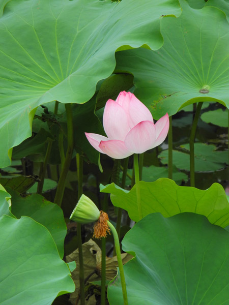 �^�Ă̏��s�E�r�ō炭�@�̉�