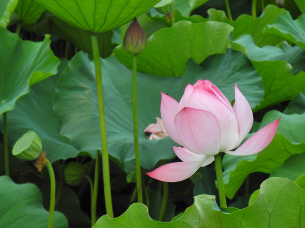 �^�Ă̏��s�E�r�ō炭�@�̉�