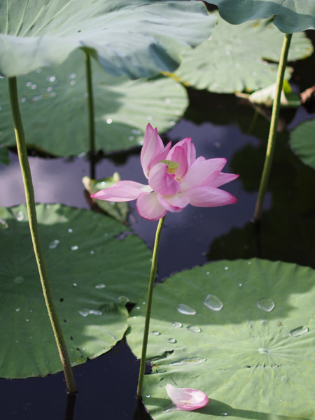 ���s�E�r�̉J�オ��̘@�̉�