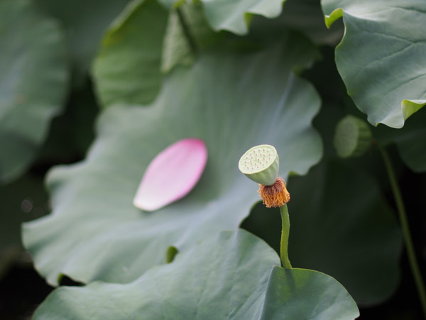 ���s�E�r�̉J�オ��̘@�̉�