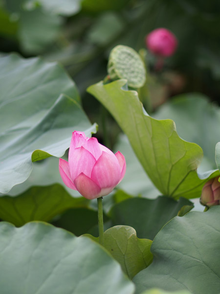 ���s�E�r�̉J�オ��̘@�̉�