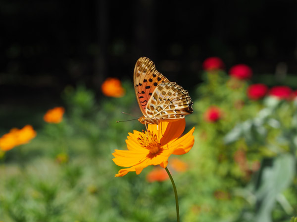 ��X�،����̉Ԓd�̉Ԃ̖����z�����B