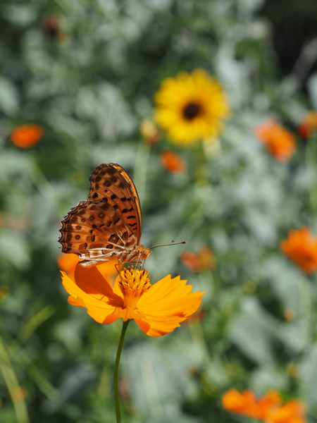 ��X�،����̉Ԓd�̉Ԃ̖����z�����B