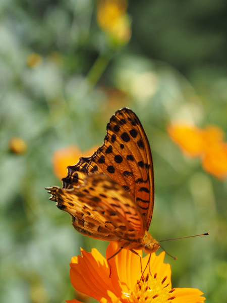 ��X�،����̉Ԓd�̉Ԃ̖����z�����B