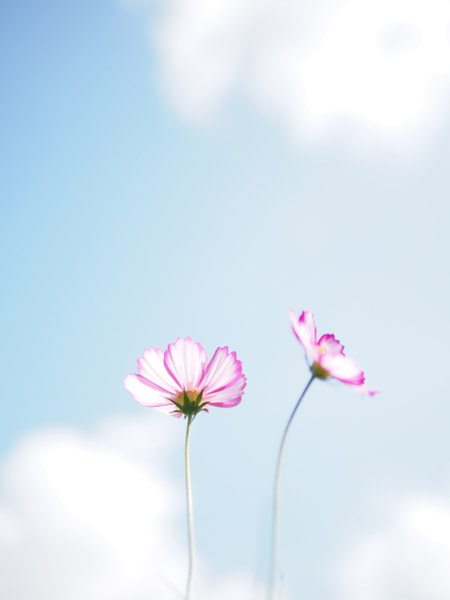 ���q�J�����I�n�C�L�[�ȉԎʐ^�i�l���{�����뉀�̃R�X���X�j