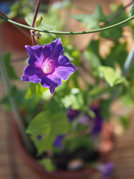 �l���{�����뉀�̋j�[