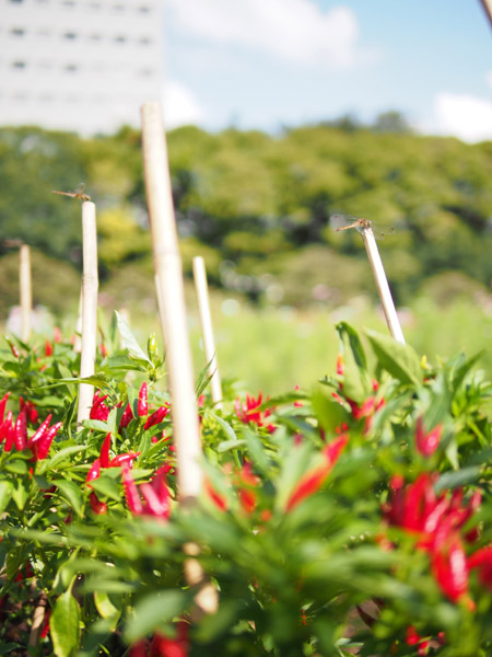 �ԓ��h�q�ƐԂƂ��