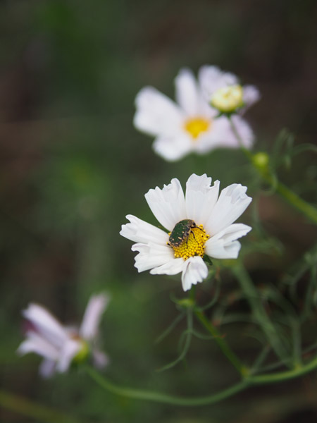 �R�X���X�ƃR�K�l���V