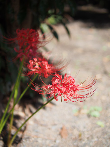 �l���{�����뉀�̔ފ݉�