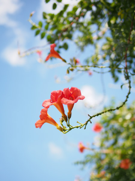 ���q�J�����I�n�C�L�[�ȉԎʐ^