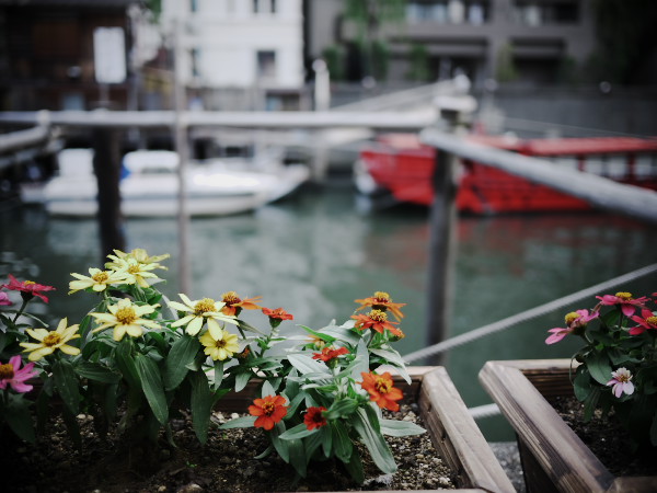 �[���̐󑐋��Ɖ��`�D�̒┑��