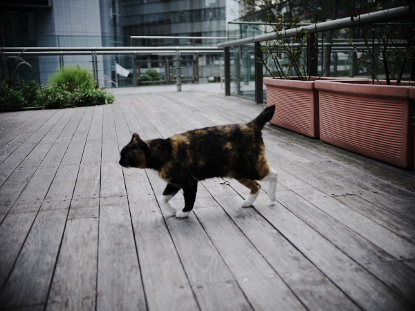 �����R���N���[�g�W�����O���̃A�E�g���[��ǔL