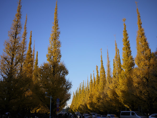 �_�{�O���̋�Ǖ��؂̍g�t���i