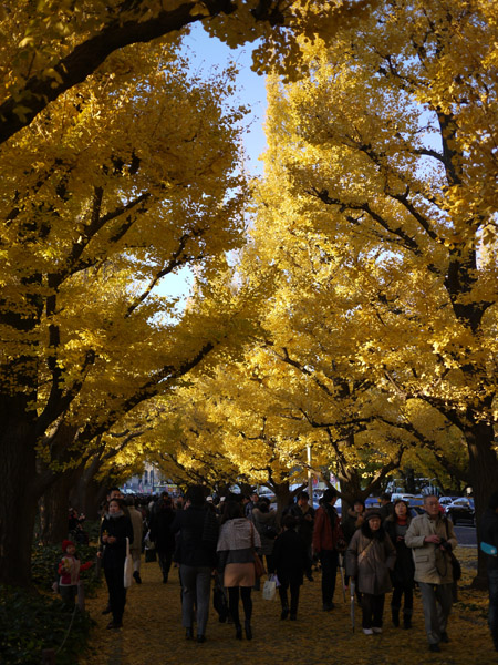 �_�{�O���̋�Ǖ��؂̍g�t���i