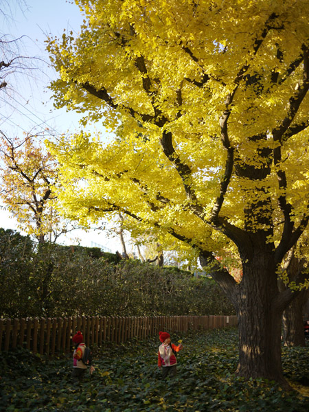 �_�{�O���̋�Ǖ��؂̍g�t���i