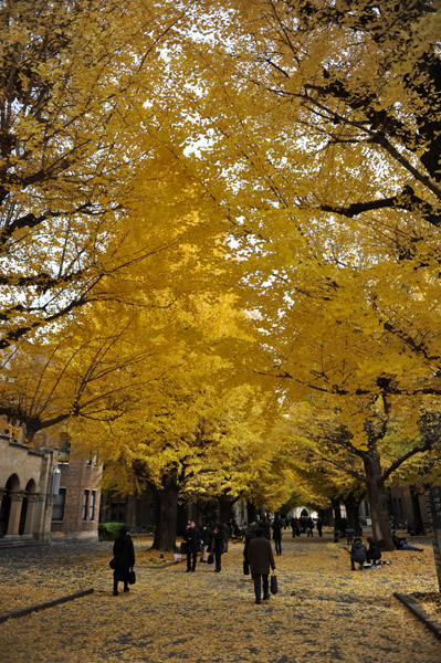 �����s���̍g�t�̖����@������w�{���L�����p�X�̕��i