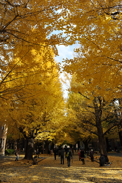 �����s���̍g�t�̖����@������w�{���L�����p�X�̕��i