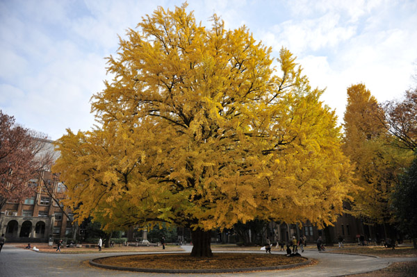 �����s���̍g�t�̖����@������w�{���L�����p�X�̕��i