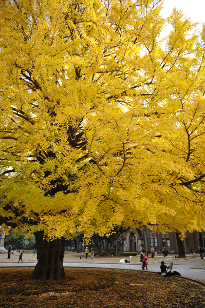 �����s���̍g�t�̖����@������w�{���L�����p�X�̕��i