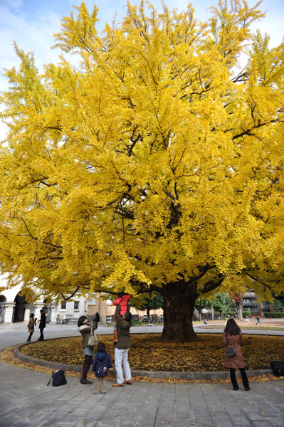 �����s���̍g�t�̖����@������w�{���L�����p�X�̕��i