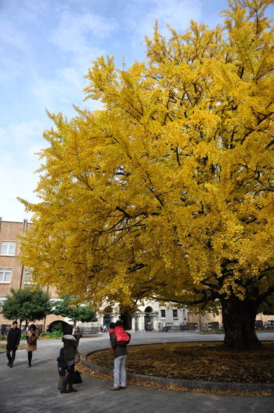 �����s���̍g�t�̖����@������w�{���L�����p�X�̕��i