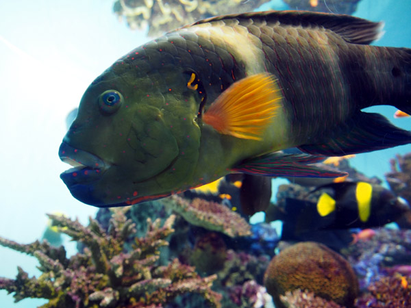 �����ՊC�������̋��勛