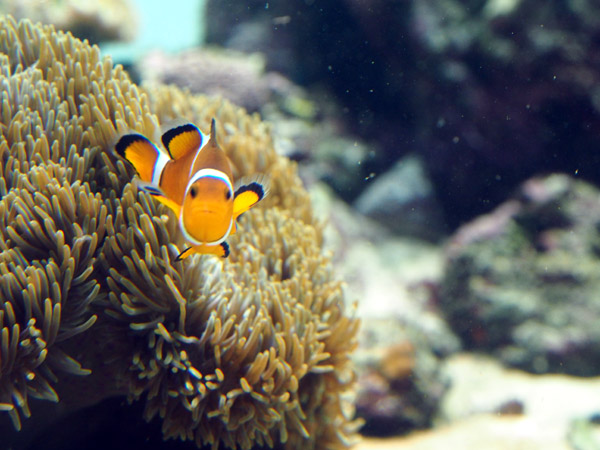 �����ՊC�������̃N�}�m�~