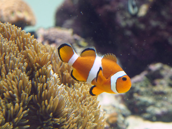 �����ՊC�������̃N�}�m�~