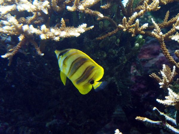 �����ՊC�������̐Â��ȋ��B