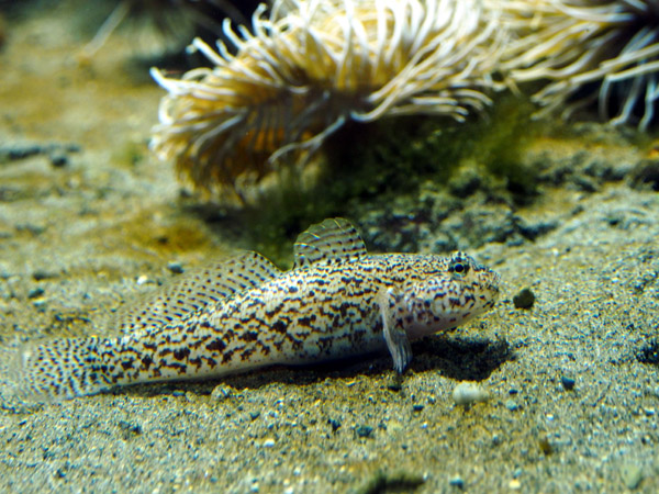 �����ՊC�������̐Â��ȋ��B