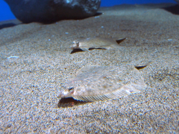 �ƂĂ��Â��ȋ��B