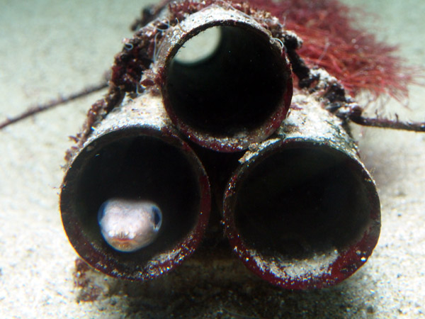 �����ՊC�������̐Â��ȋ��B