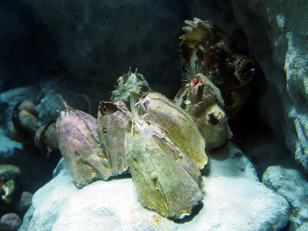 �����ՊC�������̐Â��ȋ��B