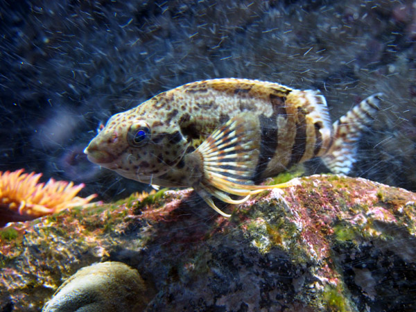 ������Ȃ��悤�ɂ����݂���