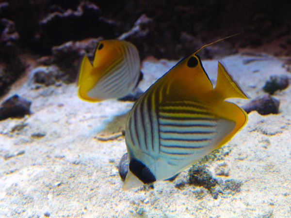 �����ՊC�������̐Â��ȋ��B