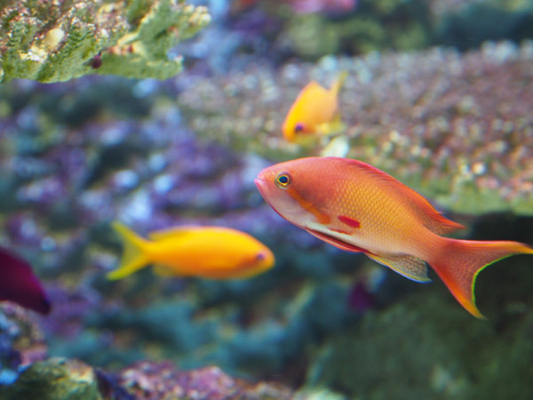 �����ՊC�������̌��C�ȋ��B