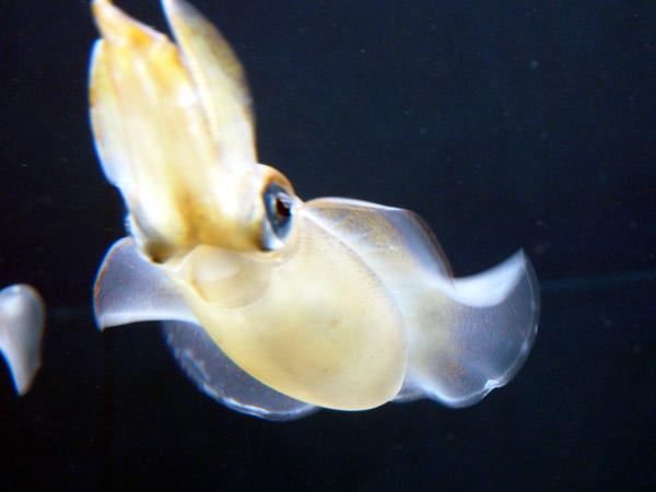 �����ՊC�������̌��C�ȋ��B