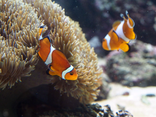 �����ՊC�������̃N�}�m�~