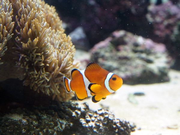 �����ՊC�������̃N�}�m�~