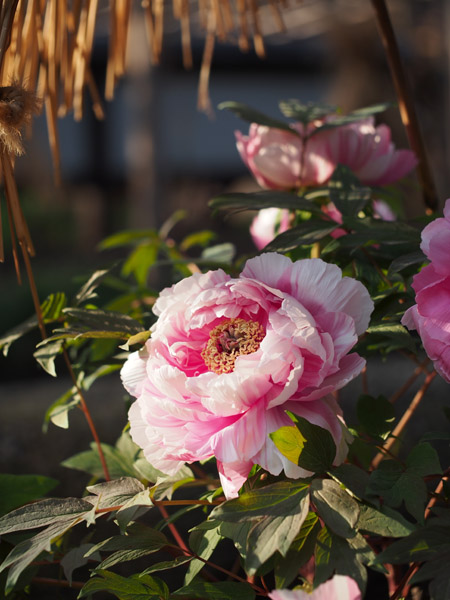 �}�N�������Y�ŎB�e�����쓌�Ƌ{�̓~�ڂ���