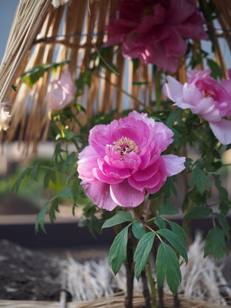 �}�N�������Y�ŎB�e�����쓌�Ƌ{�̓~�ڂ���