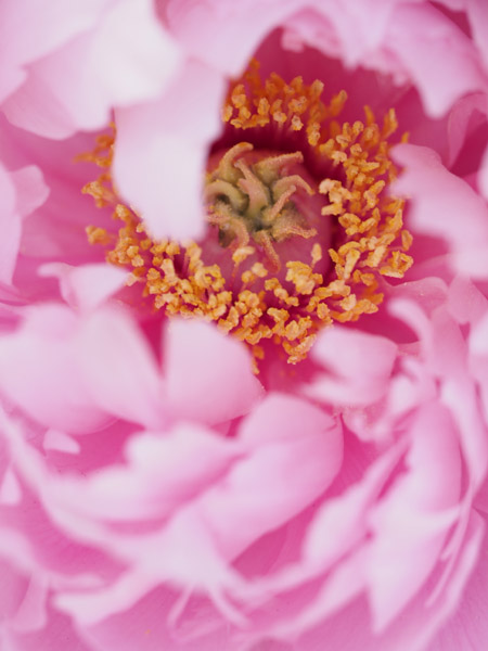 �}�N�������Y�ŎB�e�����쓌�Ƌ{�̓~�ڂ���