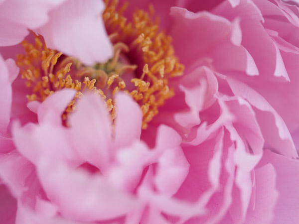 �}�N�������Y�ŎB�e�����쓌�Ƌ{�̓~�ڂ���