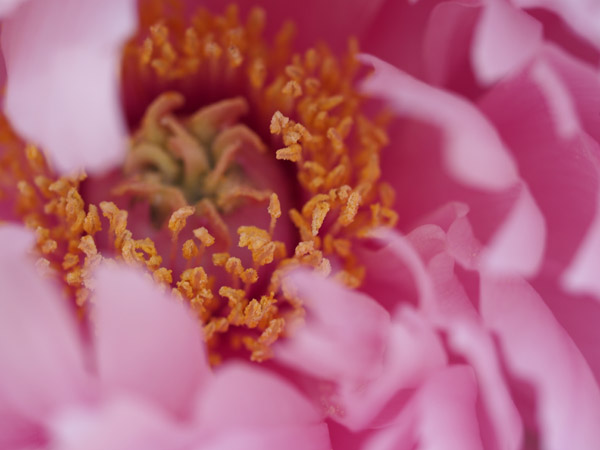 �}�N�������Y�ŎB�e�����쓌�Ƌ{�̓~�ڂ���